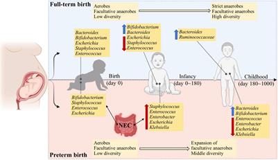 First 1000 Days and Beyond After Birth: Gut Microbiota and Necrotizing Enterocolitis in Preterm Infants